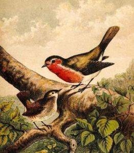 Robin Bird Eating Rice Fun Fact: Birds Eating Rice Myth - Neko Random